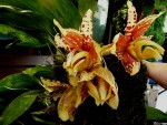 orchideje 23456.jpg