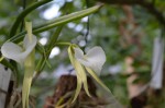 Brassavola nodosa.jpg