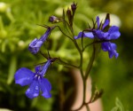 Lobelia erinus.jpg