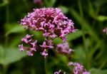 Centranthus.jpg