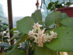 Hoya elliptica.jpg