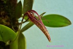 Restrepia guttulata.jpg