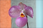 Paphiopedilum.jpg