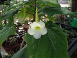 Uncarina leptocarpa.jpg