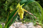 Phragmipedium1.jpg