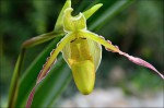 Phragmipedium2.jpg