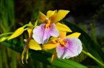 Miltonia.jpg