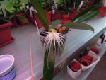 Bulbophyllum medusae.jpg