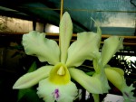 orchideje 23466.jpg