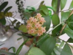 Hoya sp. CMF-8.jpg