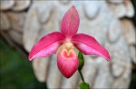 Phragmipedium.jpg