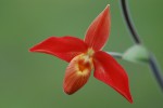 1492_Phragmipedium besseae.jpg