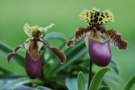 1505_Paphiopedilum henryanum.jpg