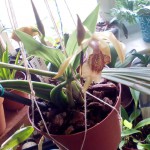 Coelogyne celebensis.jpg