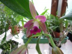 Cattleya bowringiana.jpg