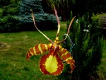 Oncidium papilio.jpg