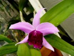 orchideje 005.jpg