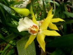 orchideje 007.jpg