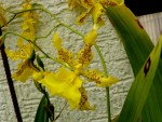 orchideje 008.jpg