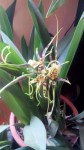 Brassia09.jpg