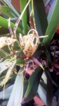 Brassia0901.jpg