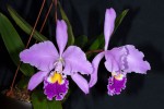 Cattleya-gaskeliana_5194_150921-web.jpg