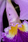 Cattleya-gaskeliana_5198_150921-web.jpg