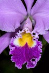 Cattleya-gaskeliana_5199_150921-web.jpg