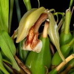 Coelogyne-speciosa_5200_150922-web.jpg