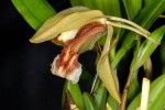 Coelogyne-speciosa_5203_150922-web.jpg