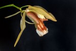 Coelogyne-speciosa_5208_150922-web.jpg