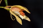 Coelogyne-speciosa_5209_150922-web.jpg