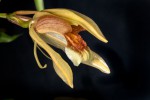 Coelogyne-speciosa_5210_150922-web.jpg