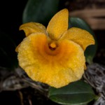 Dendrobium-jenkinsii_5173_150921-web.jpg