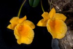 Dendrobium-jenkinsii_5181_150921-web.jpg