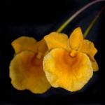 Dendrobium-jenkinsii_5174_150921-web.jpg