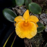 Dendrobium-jenkinsii_5182_150921-web.jpg