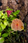 Lepanthes-telipogoniflora_5190_150921-web.jpg