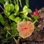 Lepanthes-telipogoniflora_5192_150921-web.jpg