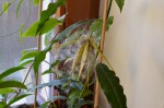 Hoya papaschonii, prasklé lusky.jpg