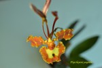 Psychopsis papilio.jpg