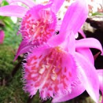 Pleione.jpg