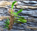 Bulbophyllum grandiflorum+Aglaomorpha ´Snake Leaf´.jpg