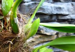 Bulbophyllum grandiflorum poupě.jpg