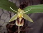 Coelogyne ovalis.jpg