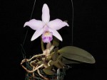 Laelia alaori x praestans.jpg