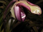 Phragmi. kovachii x boissierianum_1510.jpg