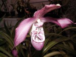 Phragmi. kovachii x boissierianum_1710.jpg