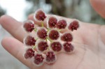 Hoya sp. 7-35.jpg