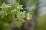 Dendrobium compactum.jpg